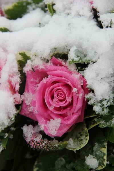 Sneeuw bedekte roze roos — Stockfoto