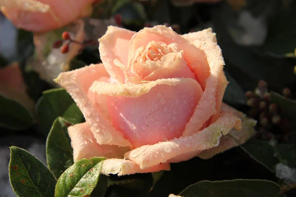Zmrazené růžové růže — Stock fotografie
