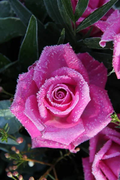 Rosa congelada — Fotografia de Stock