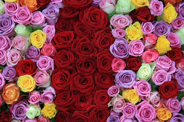 Gemengde rozen — Stockfoto