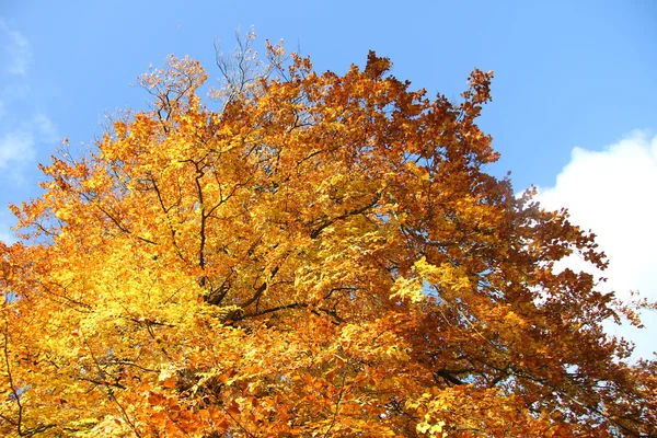 Fall bladverk och en klarblå himmel — Stockfoto