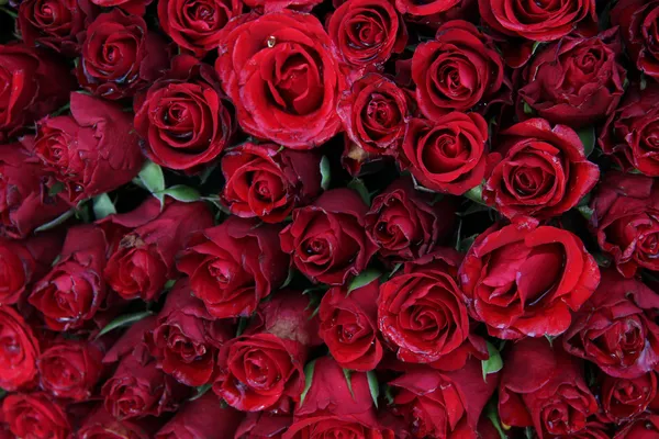 Rose rosse bagnate — Foto Stock