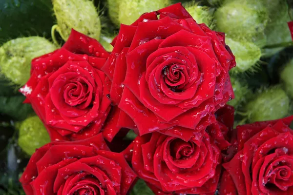 湿的红玫瑰 — 图库照片