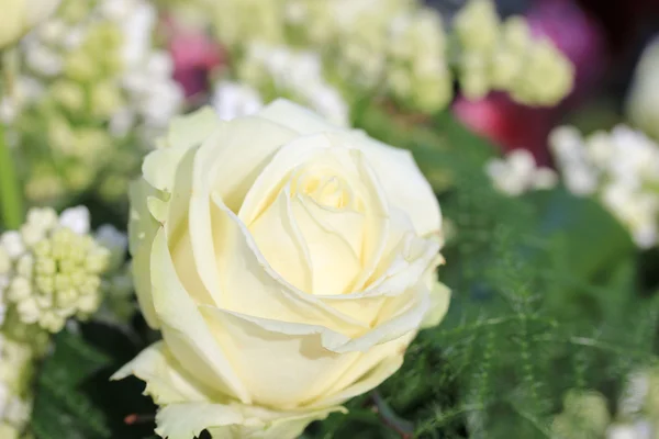 Single white rose — Stock Photo, Image