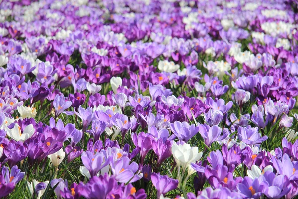 Purpurowe i białe krokusy na polu — Zdjęcie stockowe