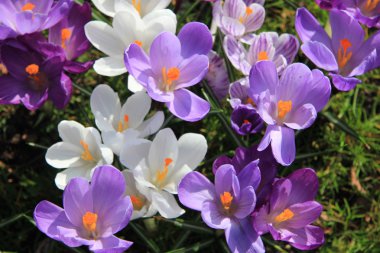 Bir tarlada mor ve beyaz timsahlar