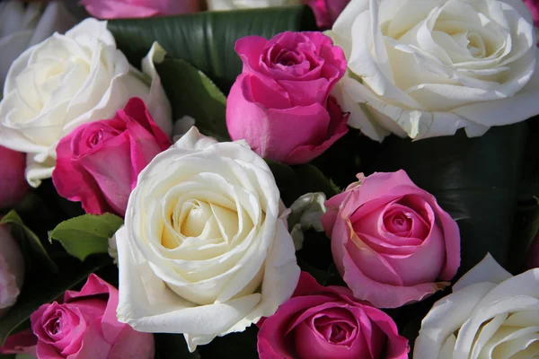 Pink and white roses — Stock Photo, Image