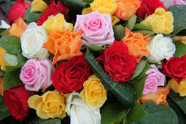 Multicolored roses — Stock Photo, Image