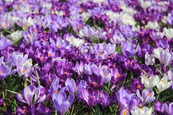 Group of crocuses — Stock Photo, Image