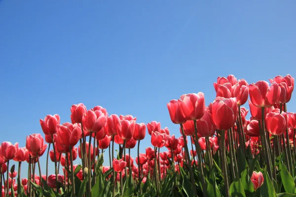 Pink tulips in sunlight — Stock Photo, Image