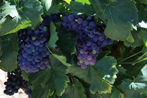 Виноград в Провансе — стоковое фото
