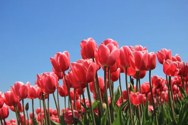 Tulipani rosa alla luce del sole — Foto Stock