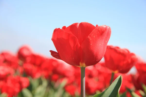 Červené tulipány na poli — Stock fotografie