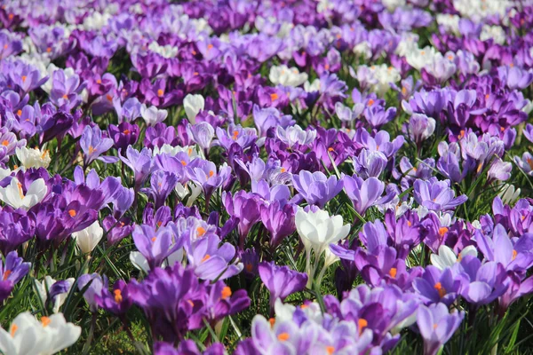 Paarse en witte krokussen in een veld — Stockfoto