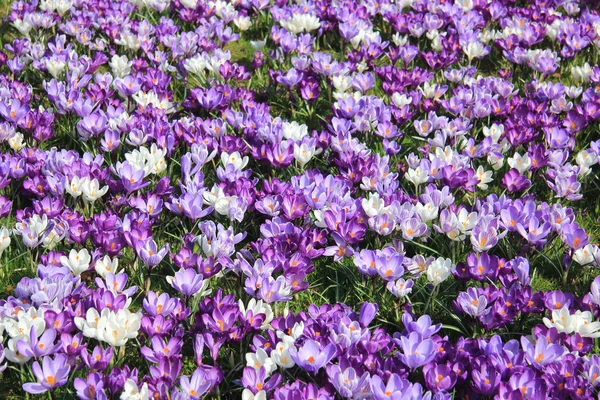 Group of crocuses — Stock Photo, Image