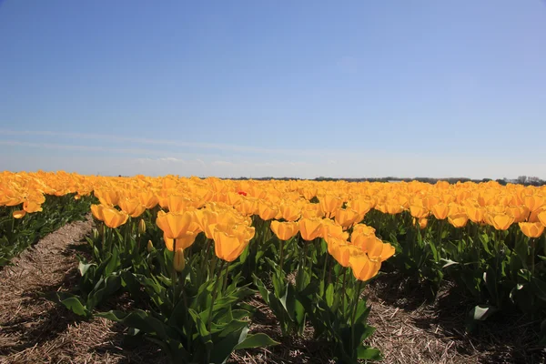 Gele tulpen in een veld — Stockfoto