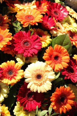 kırmızı, turuncu ve sarı gerbera