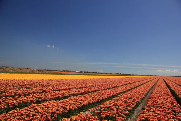 Tulpaner i olika färger på ett fält — Stockfoto