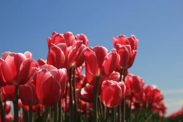 Pink tulips in sunlight — Stock Photo, Image