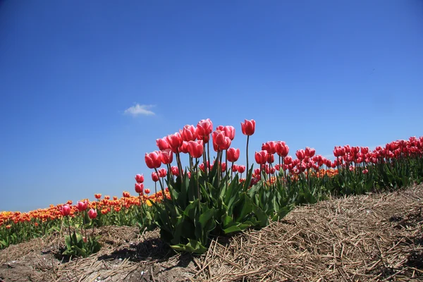Rózsaszín tulipán nő egy fiield — Stock Fotó