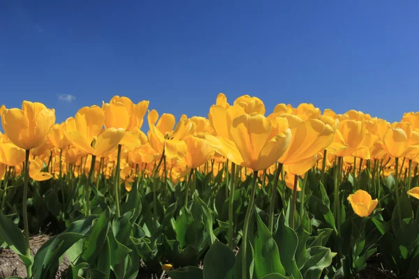 Tulipanes amarillos en un campo — Foto de Stock