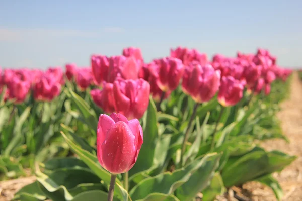 Tulipas roxas cor-de-rosa à luz solar — Fotografia de Stock