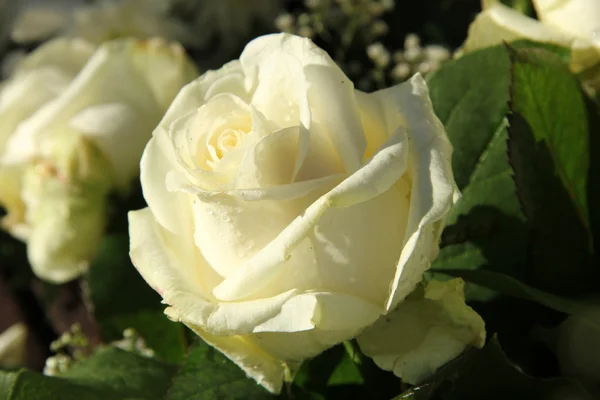 Білі весільні троянди на сонячному світлі — стокове фото