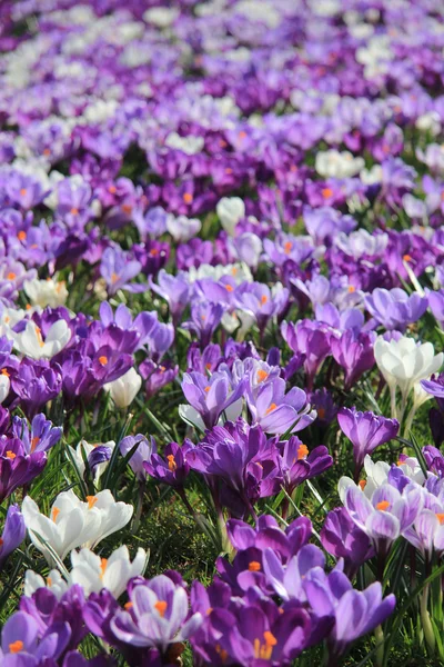 田里的紫色和白色番红花 — 图库照片