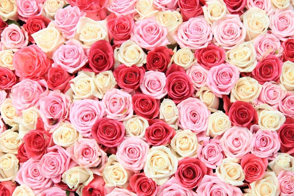 Vita och rosa rosor i arrangemang — Stockfoto