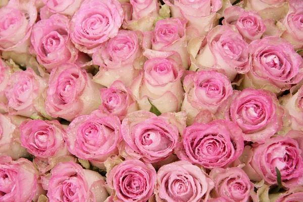 Roze rozen in een groep — Stockfoto