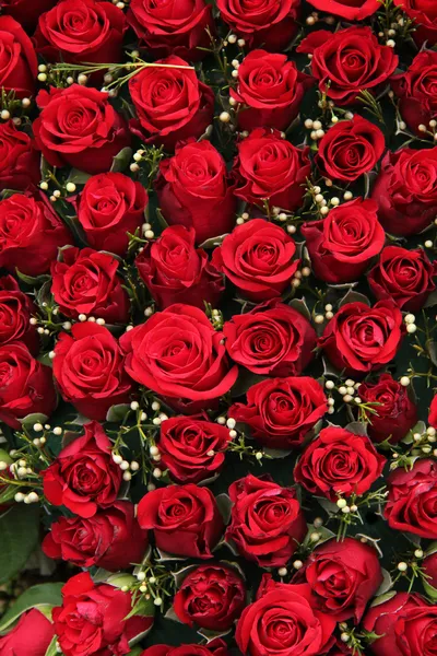 Red roses and small white berries Stock Image