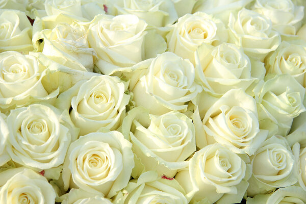Группа белых роз, свадебные украшения
