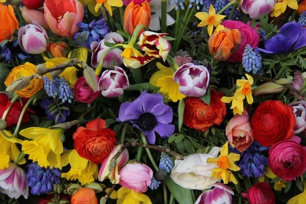 Kleurrijke Lentebloemen — Stockfoto