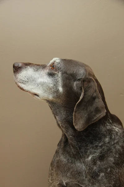 Alman shorthaired ibre, kadın — Stok fotoğraf