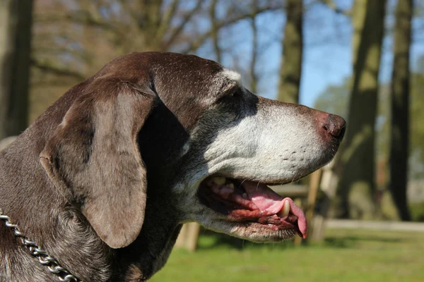 Duitse staande hond, vrouwelijke — Stockfoto
