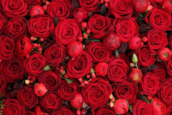 Jaskier, jagody i róże w grupie — Zdjęcie stockowe