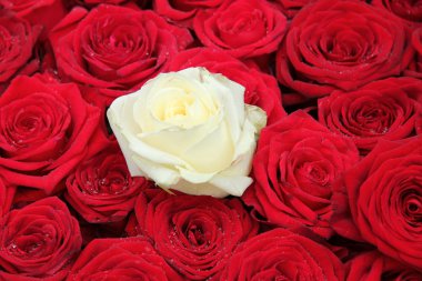 türünün tek örneği