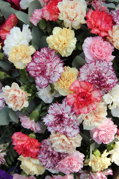 Pastel carnations — Stock Photo, Image