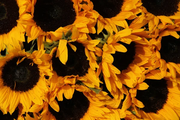 Big group of sunflowers — Stock Photo, Image