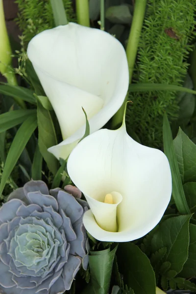 White calla lillies — Stock Photo, Image