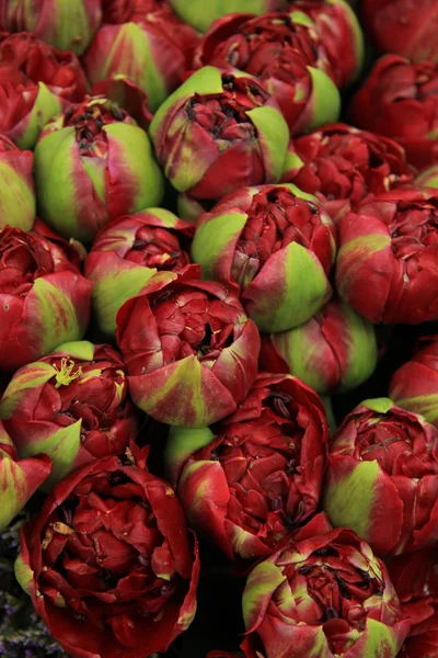 Brotes de peonía rojo profundo — Foto de Stock