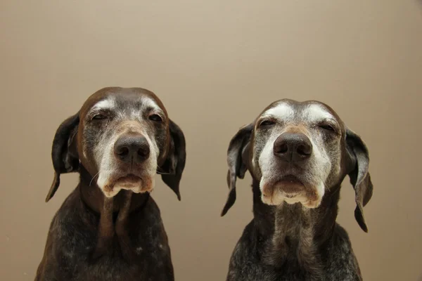 Senior pointer Sisters, almost 13 years old — Stock Photo, Image