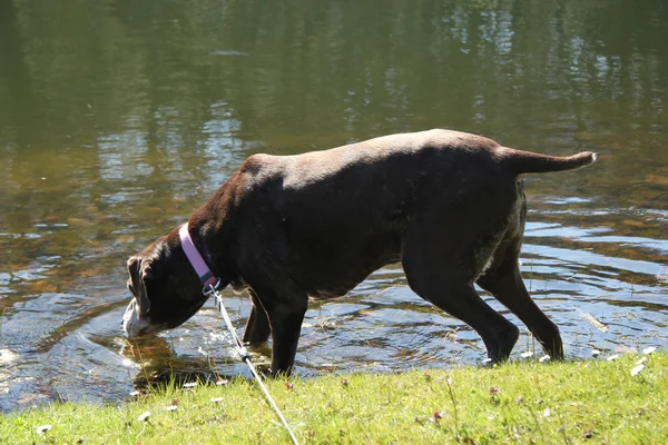German shorthaired pointer, female, swimming in a pond — Stock Photo, Image