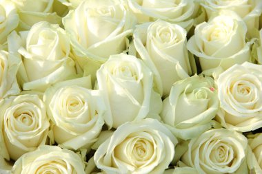 dekorasyon düğün beyaz gül grubu