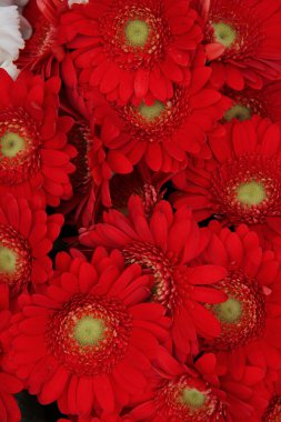 Sadece kırmızı gerbera