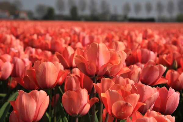 Tulipanes rosados —  Fotos de Stock