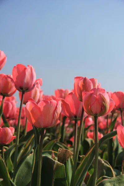 Růžové tulipány a modrá obloha — Stock fotografie