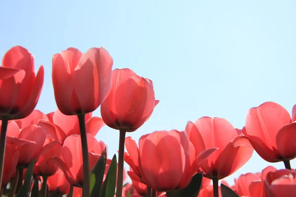 Růžové tulipány v podsvícení — Stock fotografie