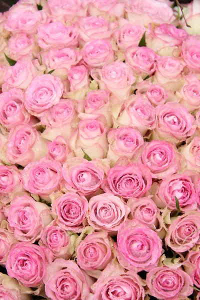 Розовые розы в группе — стоковое фото