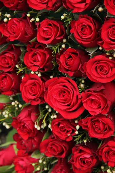 Rosas vermelhas e pequenas bagas brancas — Fotografia de Stock